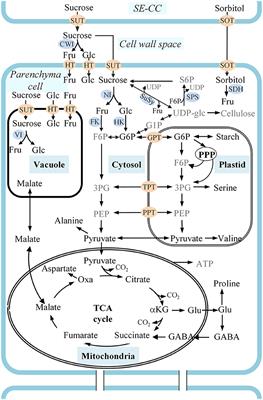 Dynamic Labeling Reveals Temporal Changes in Carbon Re-Allocation within the Central Metabolism of Developing Apple Fruit